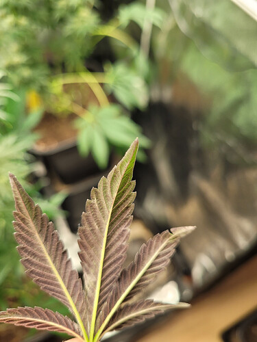 Growreport Bild 3