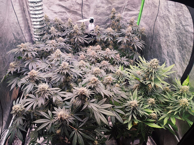 Growreport Bild 20