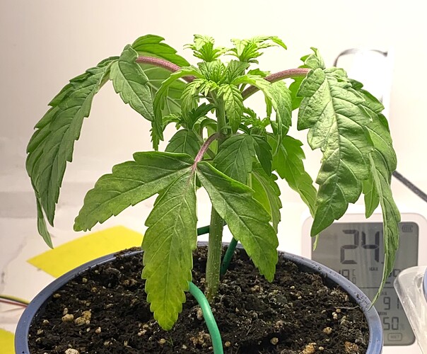Growreport Bild 31