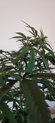 Growreport Bild 8