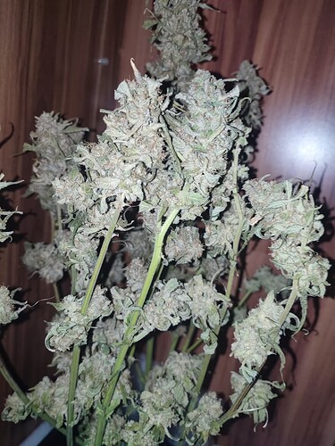 Growreport Bild 15