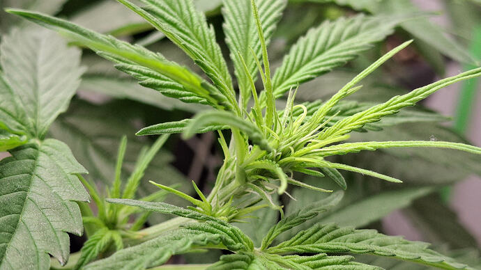 Growreport Bild 207