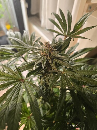 Growreport Bild 9