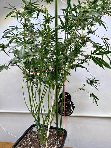 Growreport Bild 5