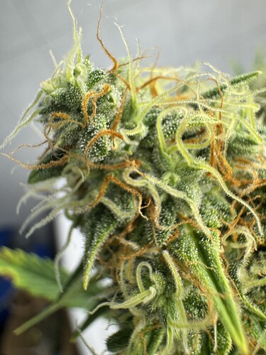 Growreport Bild 22