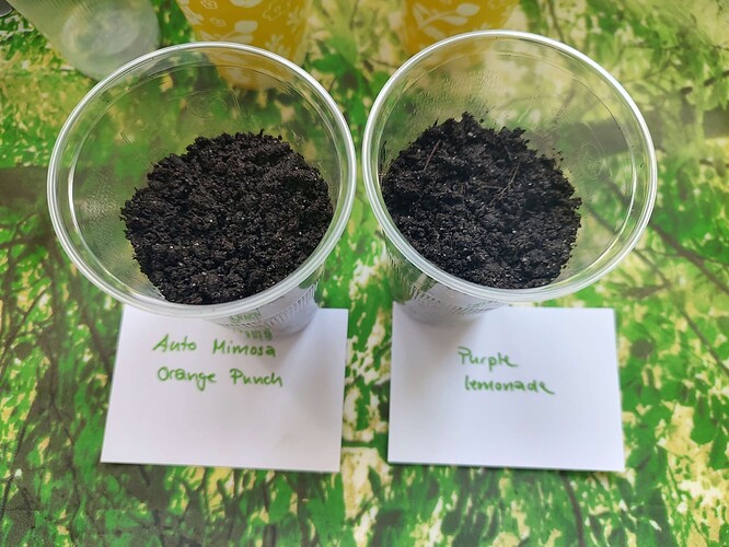 Growreport Bild 8