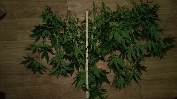 Growreport Bild 14