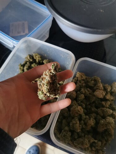 Growreport Bild 1