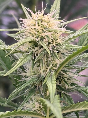 Growreport Bild 30