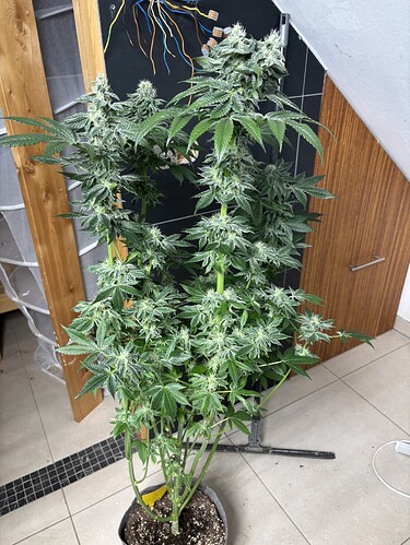 Growreport Bild 26
