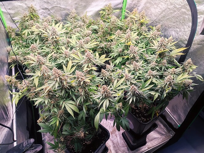 Growreport Bild 60