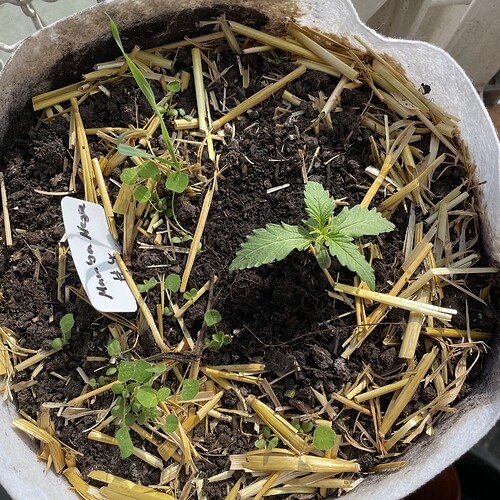 Growreport Bild 11