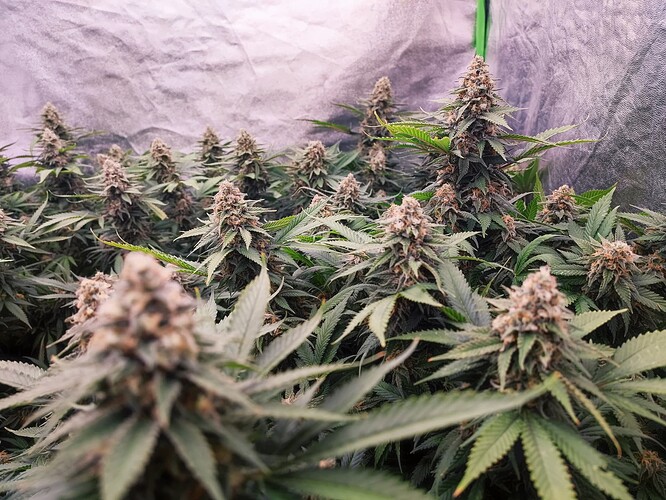 Growreport Bild 13