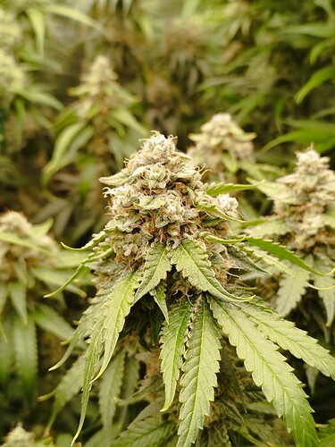 Nahaufnahme einer blühenden Cannabispflanze mit dichten, harzigen Blütenständen und grünen Blättern.