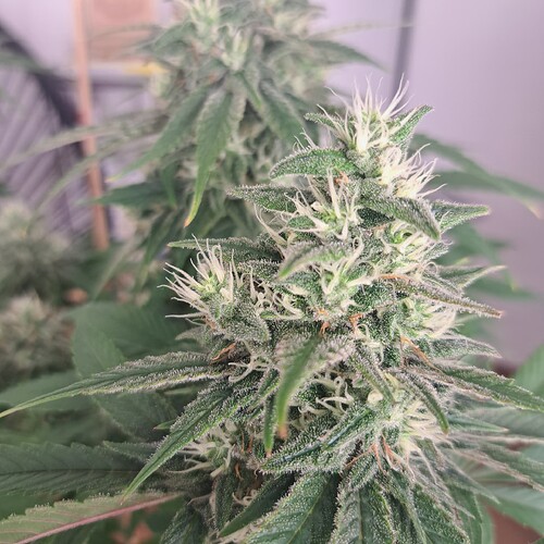 Growreport Bild 42