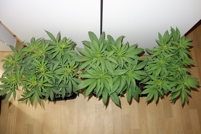 Growreport Bild 8