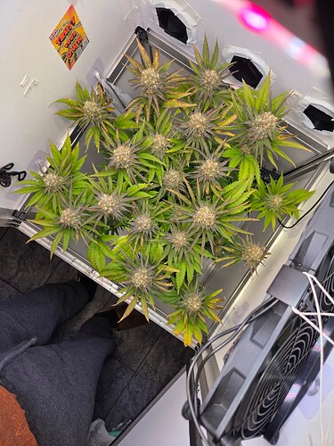 Growreport Bild 2