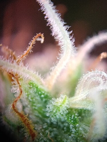 Growreport Bild 13