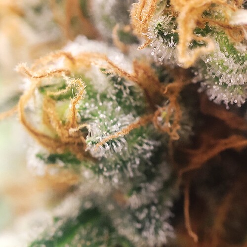 Growreport Bild 70