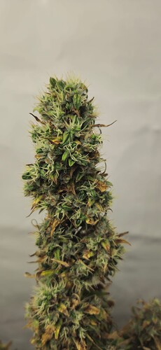 Growreport Bild 25