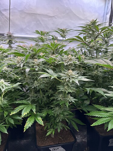Growreport Bild 4