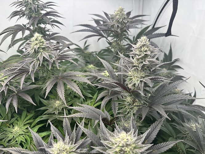 Growreport Bild 5