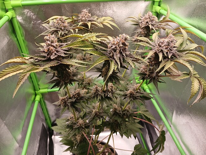 Growreport Bild 32