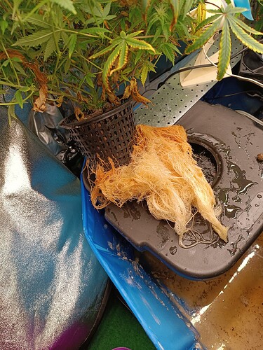 Growreport Bild 1