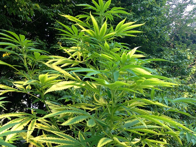 Grow25_0827_01
