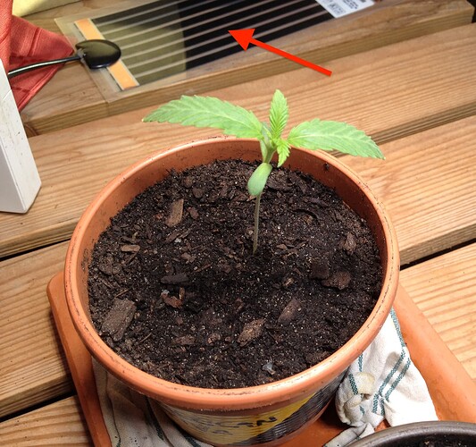 Ein junger Cannabis-Sämling in einem Tontopf, daneben eine Heizmatte, auf die mit einem roten Pfeil hingewiesen wird.