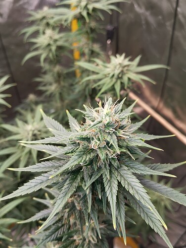 Growreport Bild 9