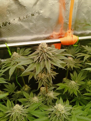 Growreport Bild 1
