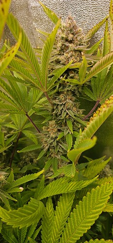 Growreport Bild 30