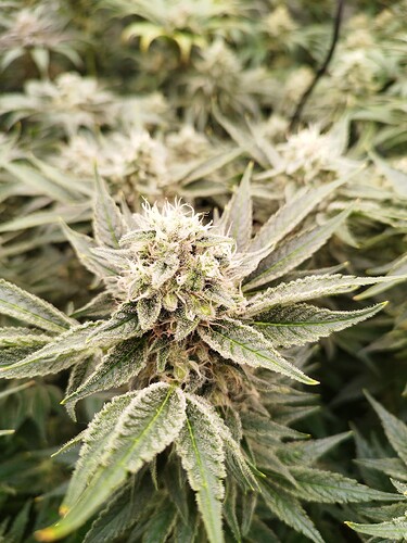 Growreport Bild 3