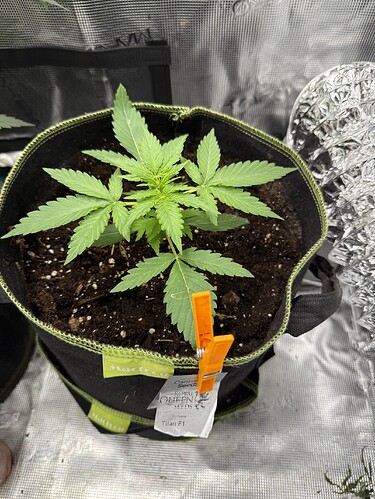 Growreport Bild 17