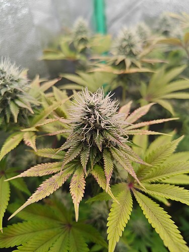 Growreport Bild 5