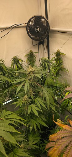 Growreport Bild 4