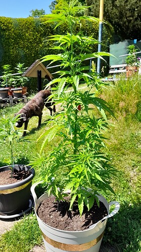 Growreport Bild 29