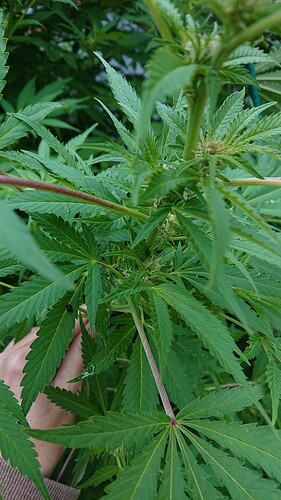 Growreport Bild 15