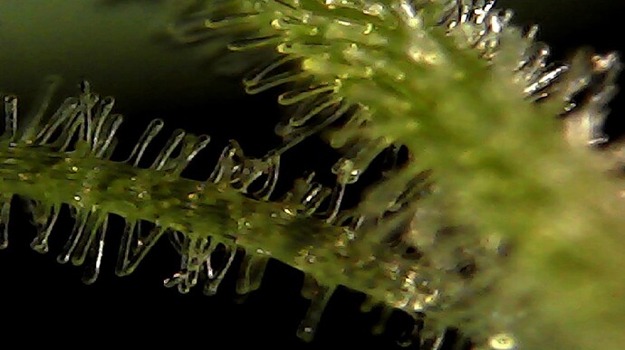 Growreport Bild 5