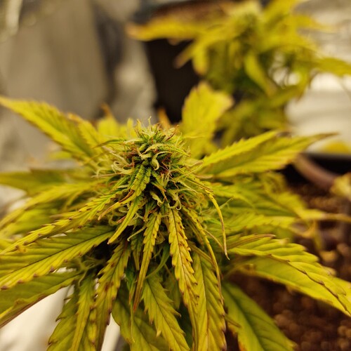 Growreport Bild 6