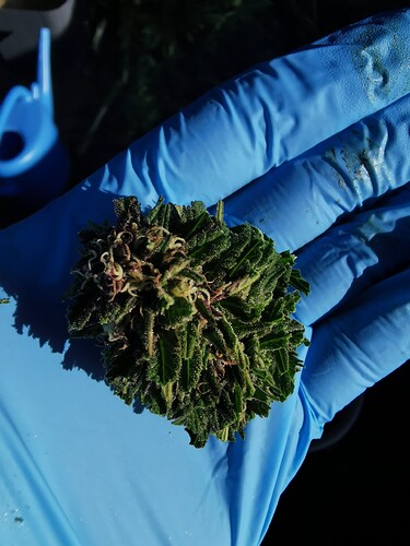 Growreport Bild 12