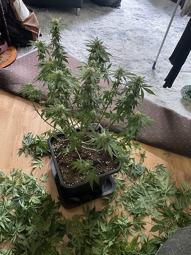Growreport Bild 4