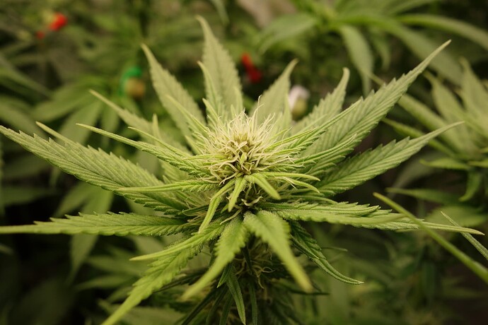 Growreport Bild 13