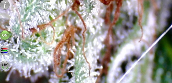 Growreport Bild 54
