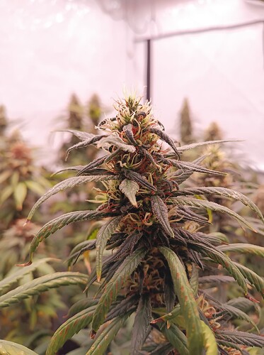 Growreport Bild 27