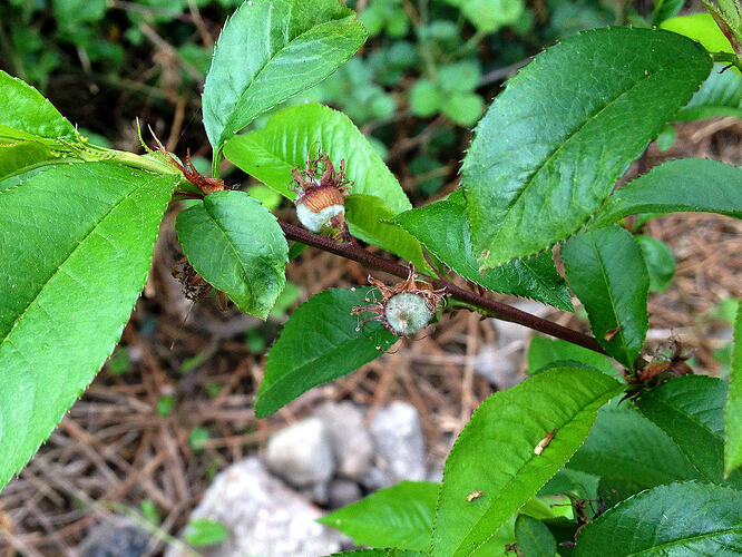 Grow26_0510_7
