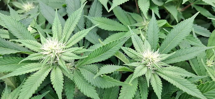 Growreport Bild 3