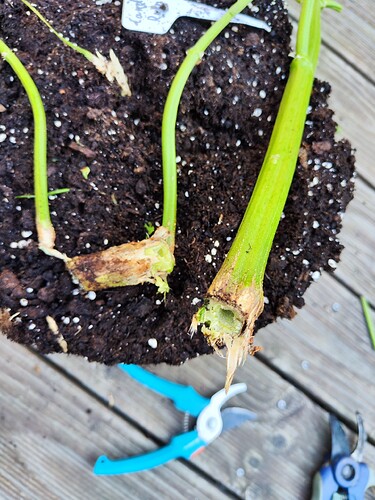 Growreport Bild 2