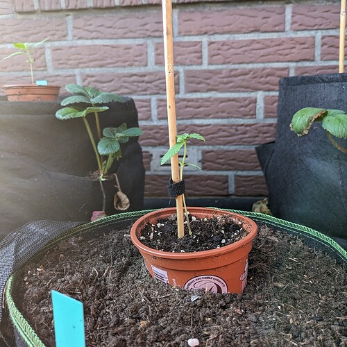 PXL_20240520_171930181.MP